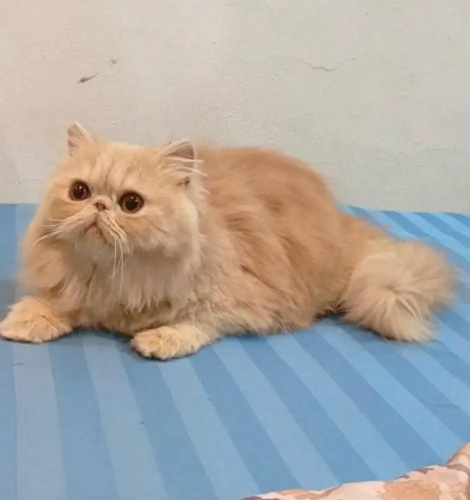 Kucing Persian Peaknose Jantan 5 bulan