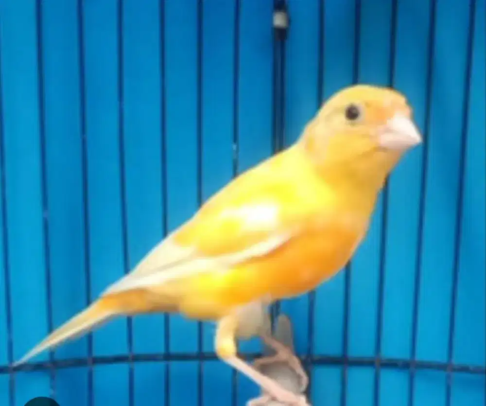 Burung kenari Jantan Kuning