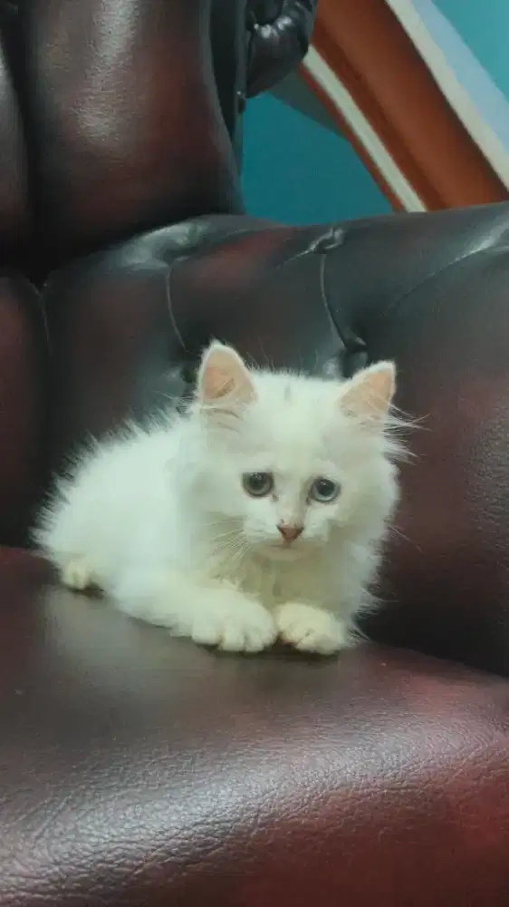 Anak Kucing/Kitten Persia