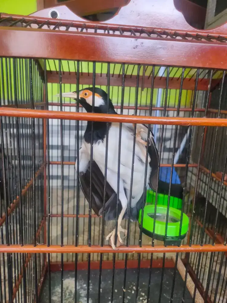 Jalak Suren Jantan