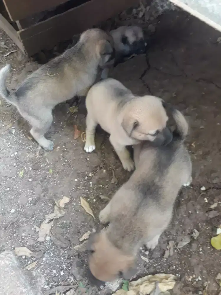 Jual anak anjing kampung
