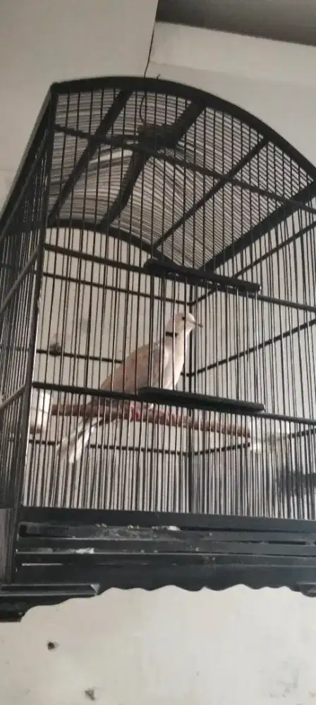 Burung puter pelung jantan gacor