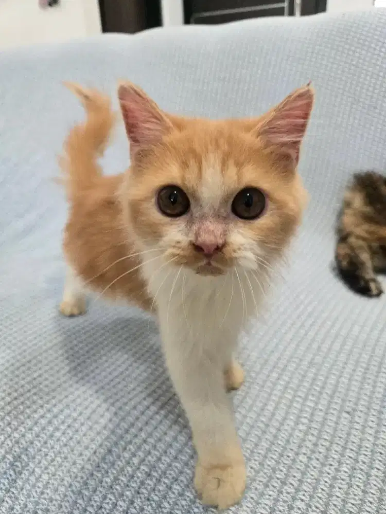 Kucing persia himalaya