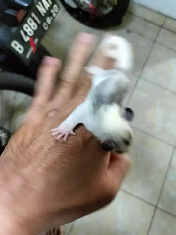 Sugar glider high Mosaic Joey betina