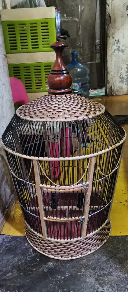 Sangkar perkutut baru