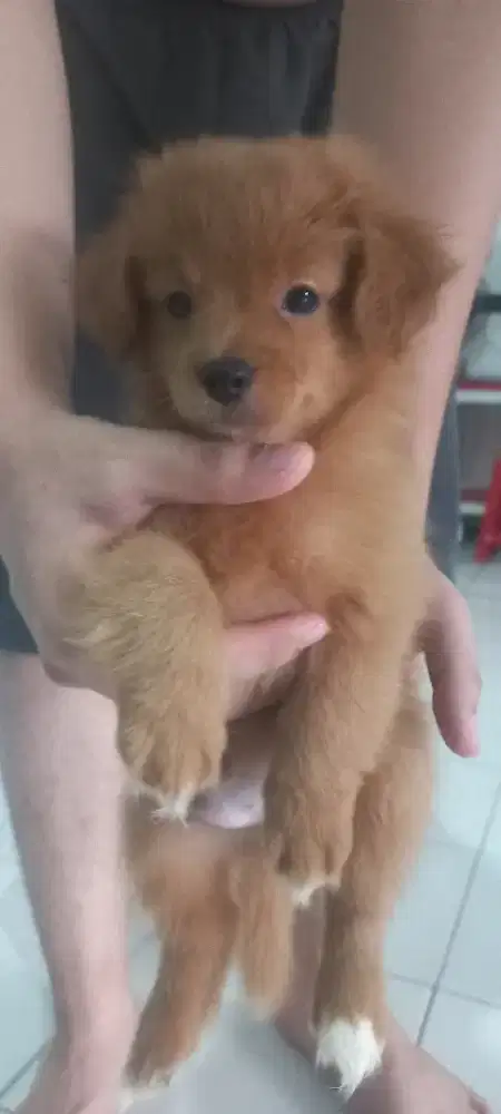 Anak anjing poodle mix superminipom