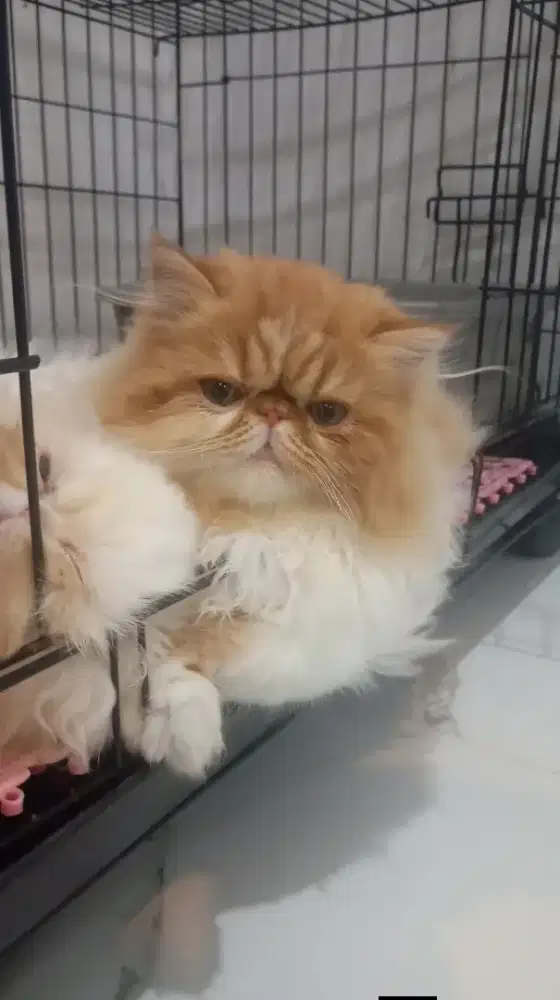 Kitten peakonse