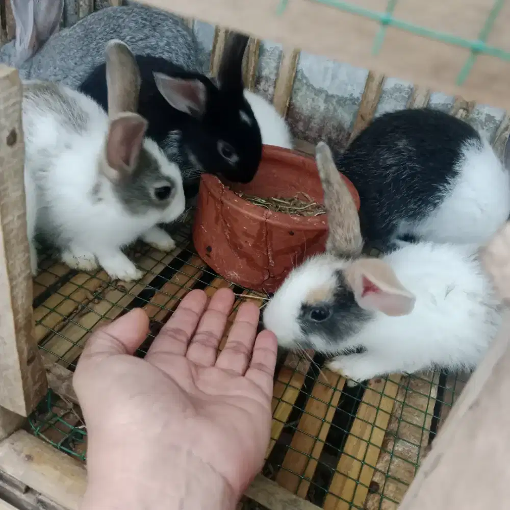 Jual anakan kelinci lokal