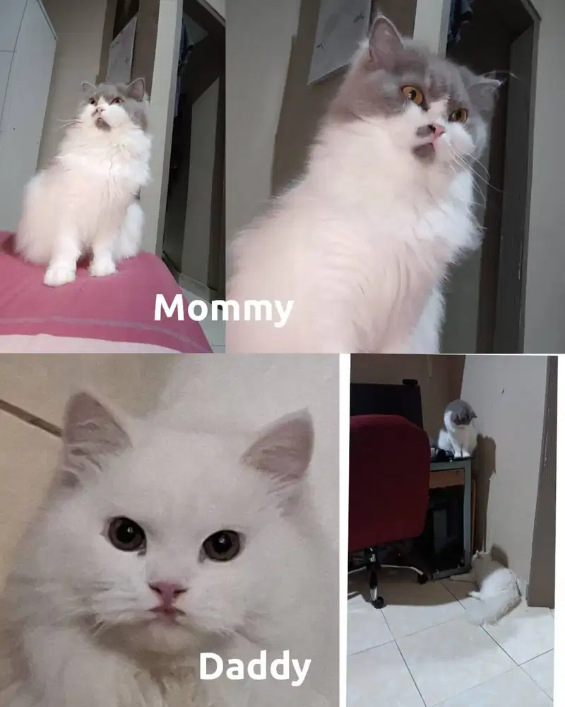 Fluffy Persian Kittens READY for ADOPTION
