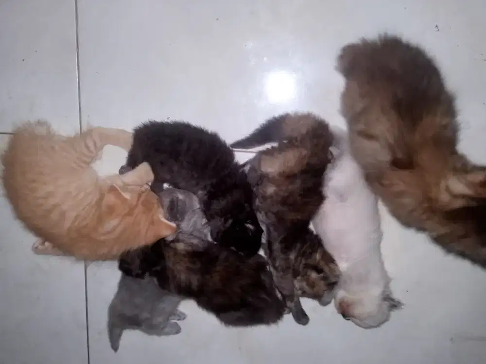 Anakan kucing persia