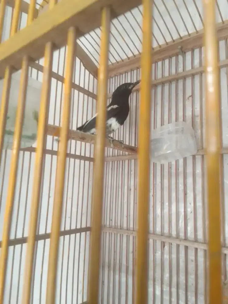 Jual Burung Kacer