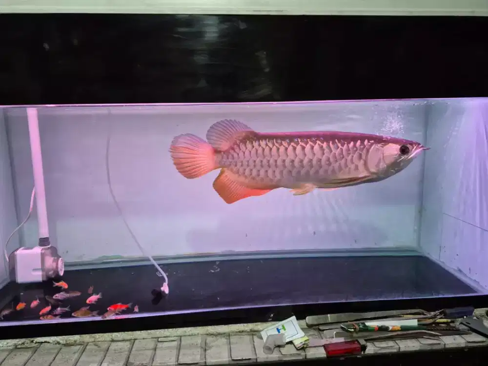 Ikan arwana silver red