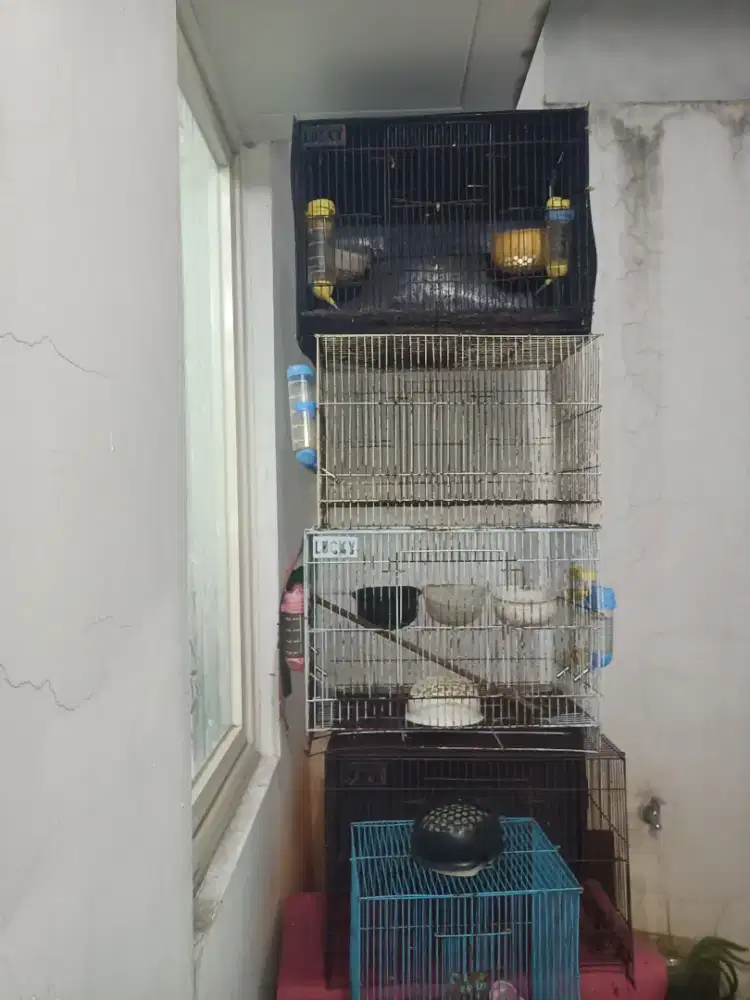 Di jual kandang sugar glider,burung,iguana & kucing