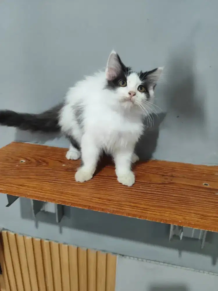Kitte Persia medium long hair