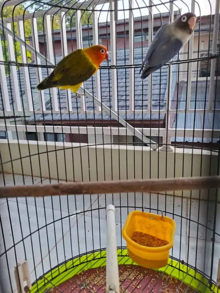 Burung love bird sepasang