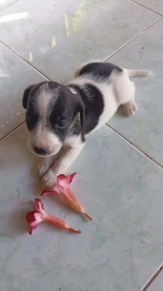 7 Anak Anjing Sehat