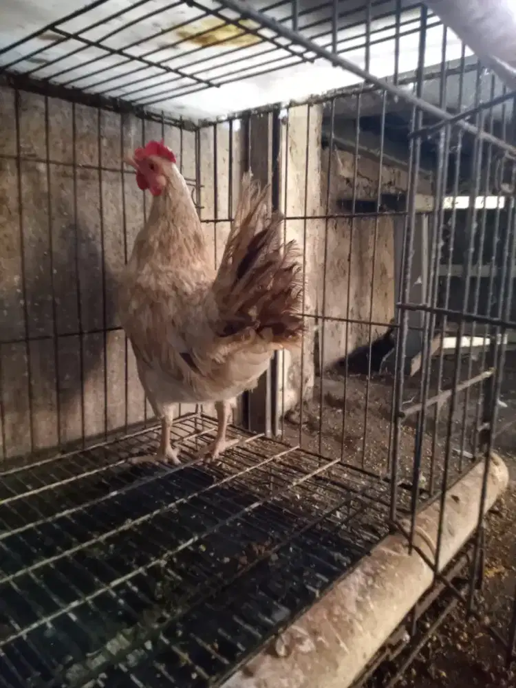 Ayam betina kampung