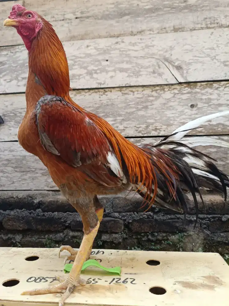 Ayam Bangkok Plucker( pukul syaraf )