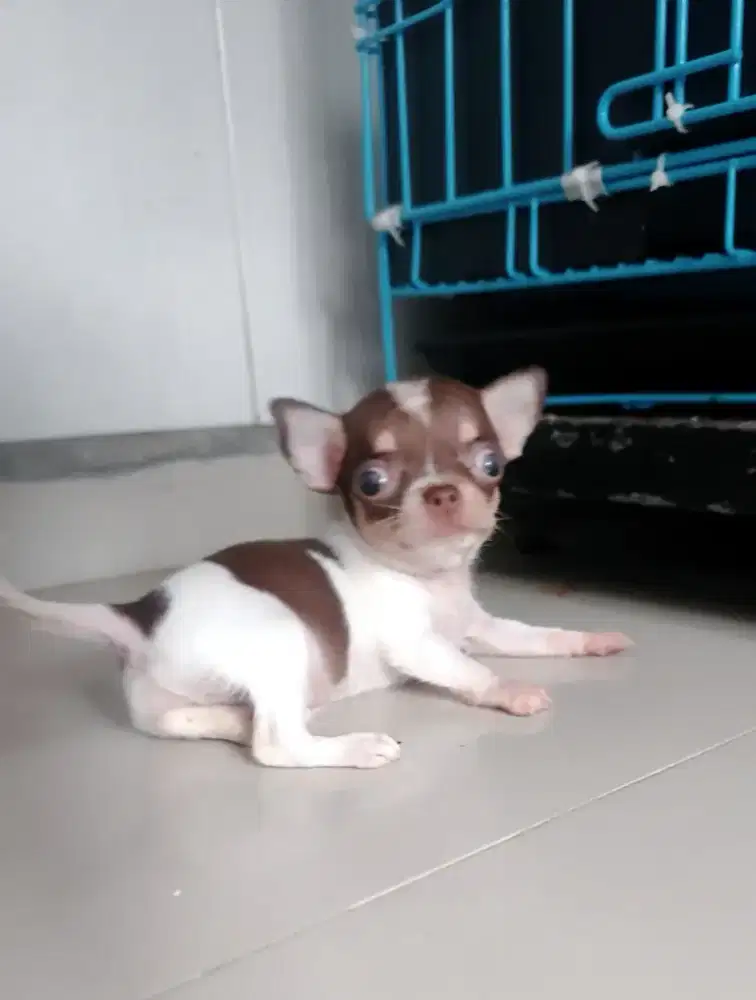 Anakan chihuahua jantan