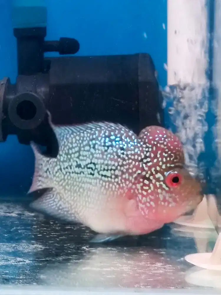 Ikan Louhan SRD Short Body (Ukrn. 7-8cm)