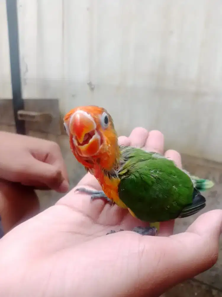 Burung lovebird lolohan