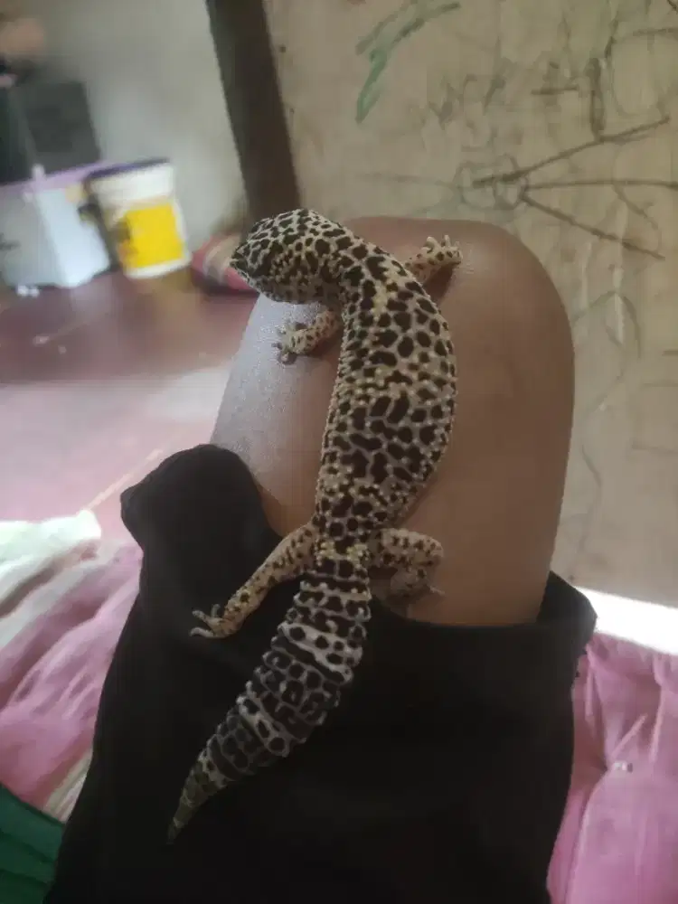 gecko leopard dewasa