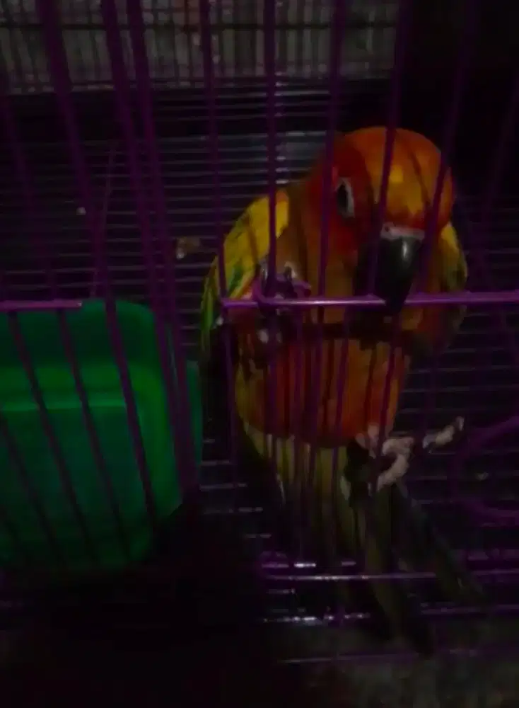 Sun conure jinak ftm