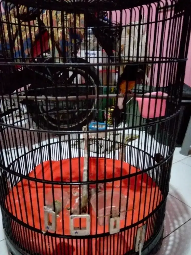 Burung murai Medan dobel ring APBN burung gacor atas bawah kaki deker