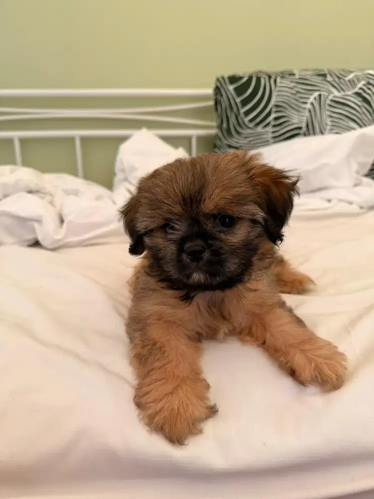 Shihtzu betina 4 bulan vaksin