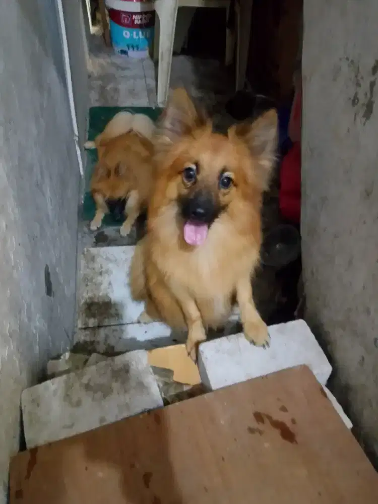 Di jual anjing mix pom beti