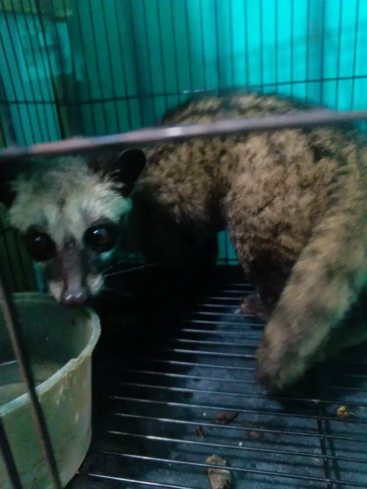Musang pandan jantan  semi
