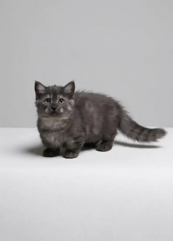 Munchkin BSH Black Smoke Jantan