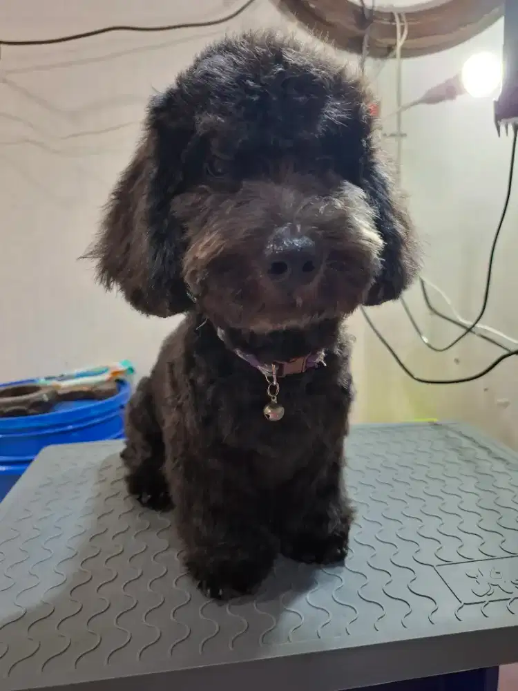 Toy poodle blood merle jantan dark grey