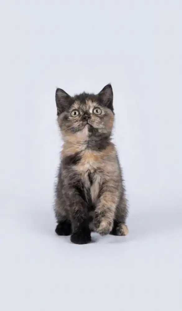 BSH Tortie Female Carier Cinnamon