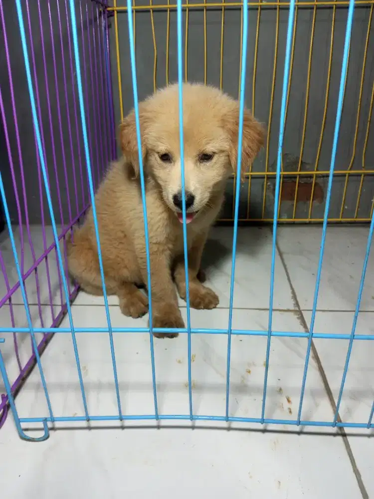 golden betina 2,5 bulan