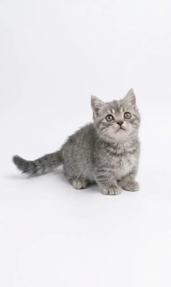 Munchkin BSH Blue Tabby Male
