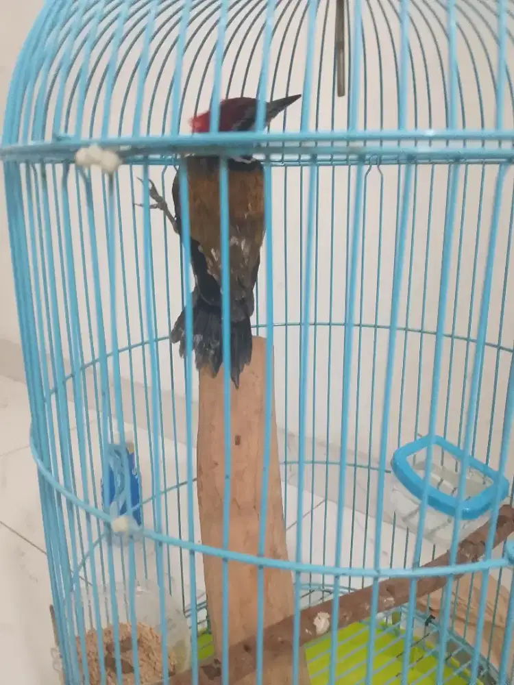 Masteran hadal platuk bawang monggo yg minat jantan