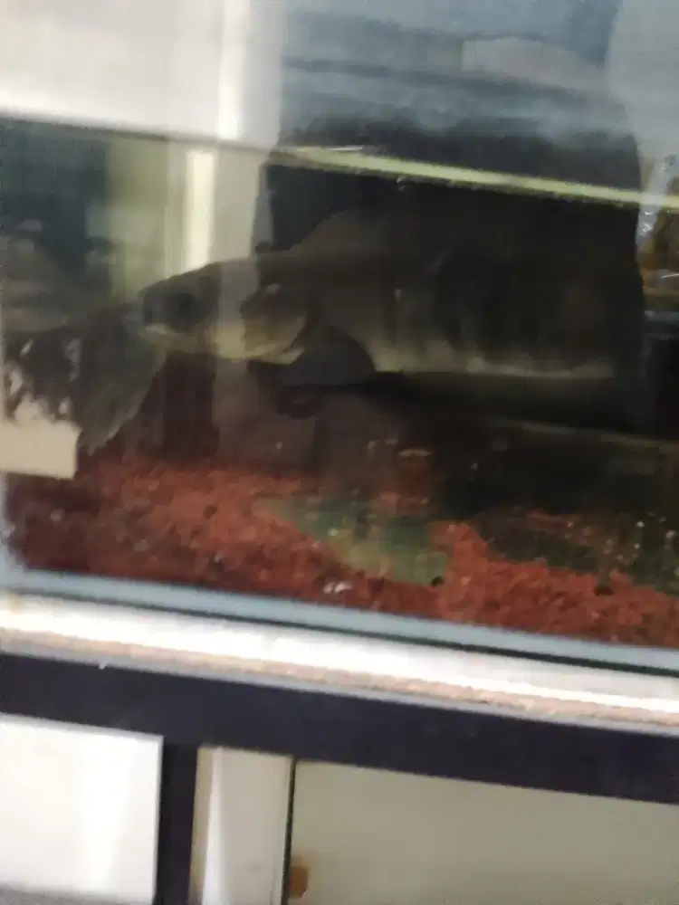 ikan Channa red maru