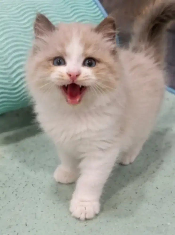 Ragdoll female Bloodline import