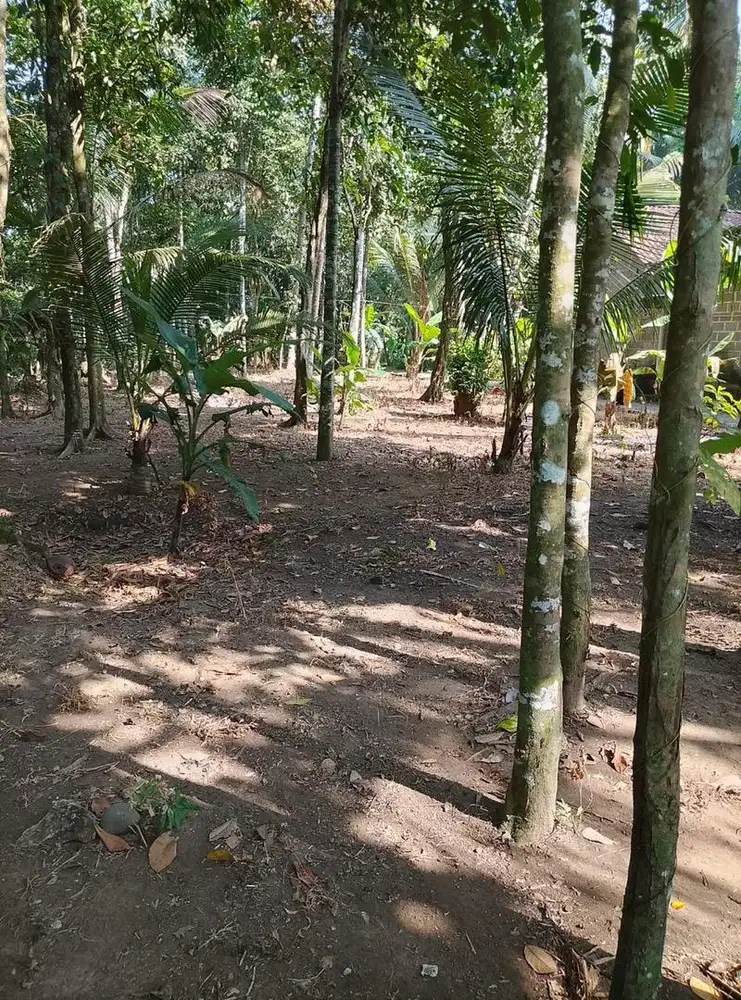 Dijual Tanah Kebun di Lokasi Strategis Dekat Pantai Parangtritis