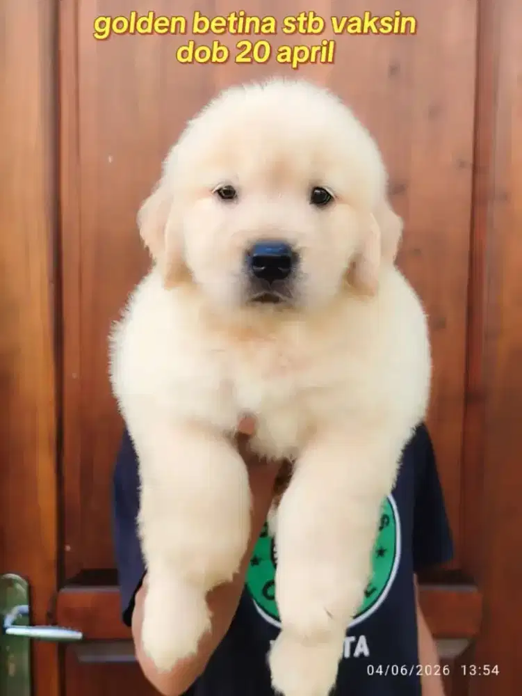 Golden super lengkap
