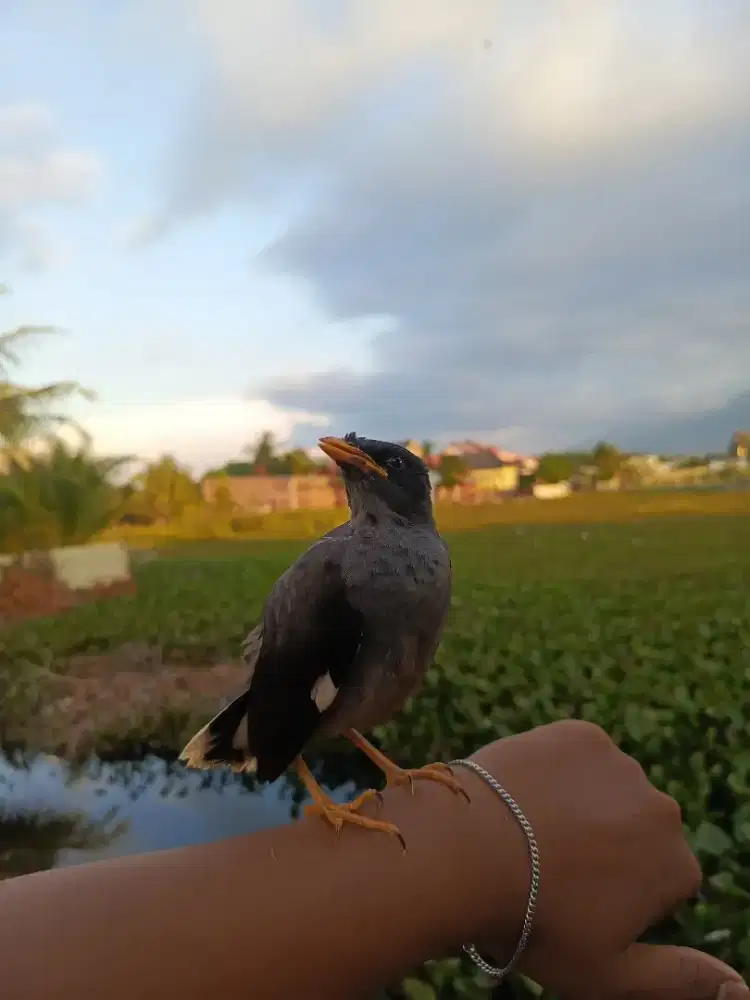 Burung Jalak jantan