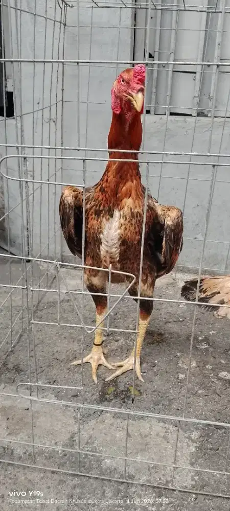 ayam shamo eropa