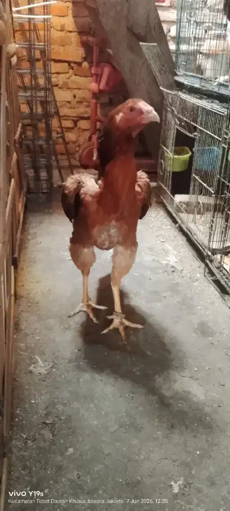 ayam shamo betina eropa nuber