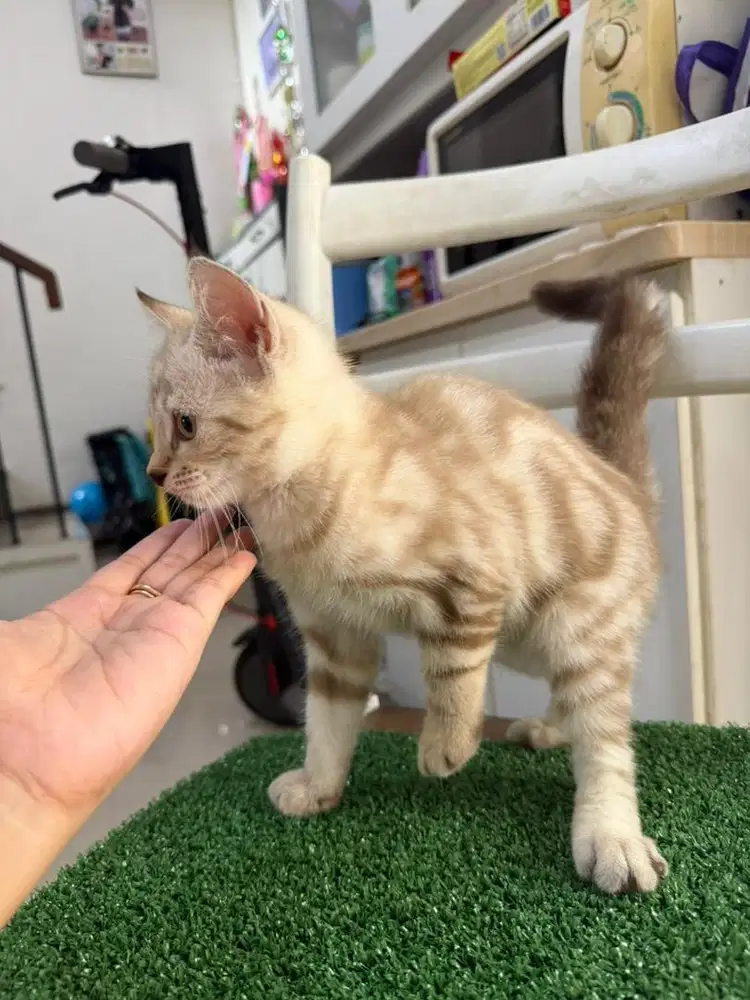 Adopt kitten jantan 4bln