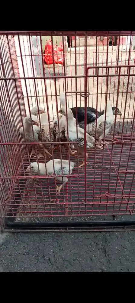anakan shamo usia 2 minggu lebih