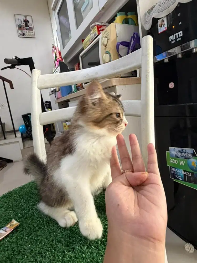 Open adopt kitten jantan
