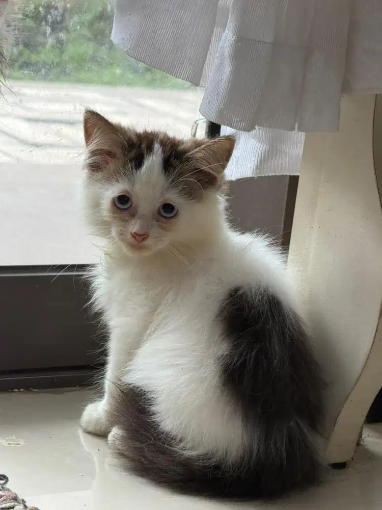 Open adopt kitten jantan