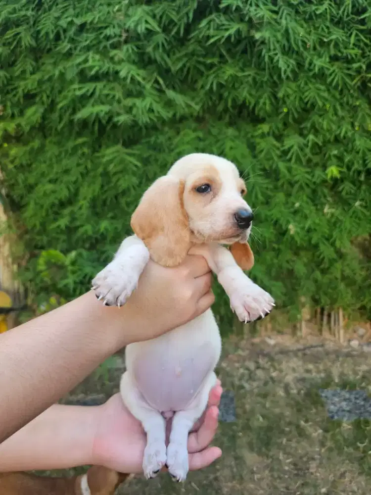BASSET HOUND / HUSH PUPPIES