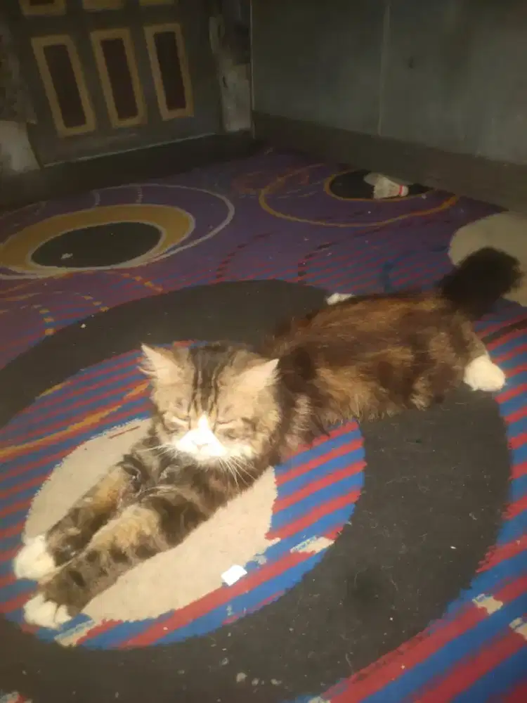 Kucing Anggora Jantan